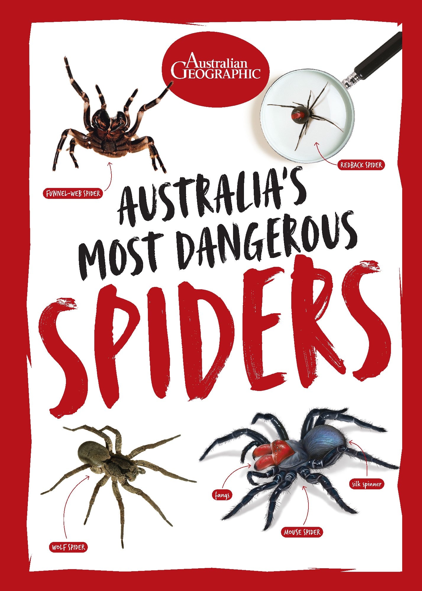 AUSTRALIA'S MOST DANGEROUS SPIDERS